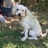 Hope -Kämpferherz Hope sucht sein Happy-End!