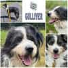 GULLIVER - aktiv & neugierig-