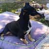 Ivy sucht ihre Zuhause, ihre Familie❤