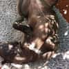 NOTFALL: Wunderschöne Doggen-Mischlingshündin Polly