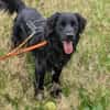 Mike sucht sein Körbchen für immer🐾