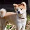 HACHI