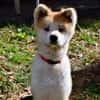 HACHI