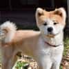 HACHI