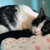 MINETTE