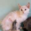 Feta [Chaton]