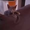 Kaly