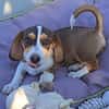 Bessy, kleines Herz sucht nach ihrer Familie