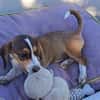 Bessy, kleines Herz sucht nach ihrer Familie