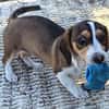 Bessy, kleines Herz sucht nach ihrer Familie
