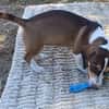 Bessy, kleines Herz sucht nach ihrer Familie