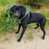 Labrador Mix Anton sucht ein Zuhause