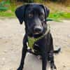 Labrador Mix Anton sucht ein Zuhause