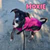 Moxie sucht ihre Familie