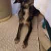 Moxie sucht ihre Familie