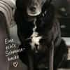 BIJOU-sucht dringend ein Zuhause-wartet in PLZ 75038
