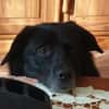 BIJOU-sucht dringend ein Zuhause-wartet in PLZ 75038