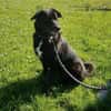 BIJOU-sucht dringend ein Zuhause-wartet in PLZ 75038