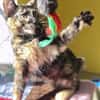 Liebe Katze Tina