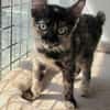 Liebe Katze Tina