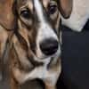 🐾 Charly sucht seinen besonderen Menschen