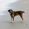 🐾 Charly sucht seinen besonderen Menschen