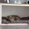 🐾 Charly sucht seinen besonderen Menschen