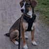🐾 Charly sucht seinen besonderen Menschen