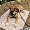 🐾 Charly sucht seinen besonderen Menschen