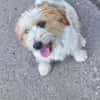 Mimmi sucht ein zu Hause !