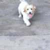 Mimmi sucht ein zu Hause !