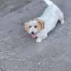 Mimmi sucht ein zu Hause !