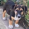 Rudi, liebenswerter kleiner Mann sucht Zuhause