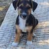 Rudi, liebenswerter kleiner Mann sucht Zuhause