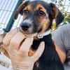 Rudi, liebenswerter kleiner Mann sucht Zuhause