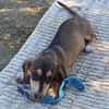 Jersey kleine Seele sucht ihr Zuhause