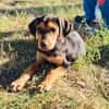 Kalina ein bezauberndes Hundekind