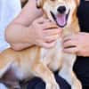 Peanut (Kreta)-Offener & verspielter Junghund sucht sein Für
