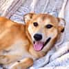 Peanut (Kreta)-Offener & verspielter Junghund sucht sein Für