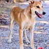 Peanut (Kreta)-Offener & verspielter Junghund sucht sein Für