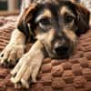 Gaia  kein Hund für große Abenteuer