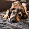 Gaia  kein Hund für große Abenteuer