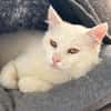 Kimo