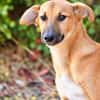 Toffee (Kreta) -Kleine Pfoten- großes Herz!