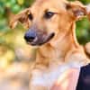 Toffee (Kreta) -Kleine Pfoten- großes Herz!
