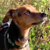 MISS JESSY, treue Begleiterin mit Charme