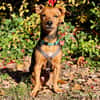 MISS JESSY, treue Begleiterin mit Charme