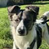 Hütehund sucht erfahrenes Zuhause