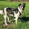 Hütehund sucht erfahrenes Zuhause