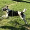 Hütehund sucht erfahrenes Zuhause